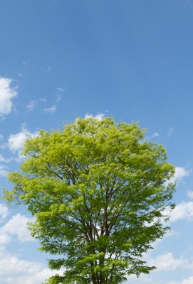 soku_15831.jpg :: 風景 自然 樹木 空 雲 日光だいや川公園 