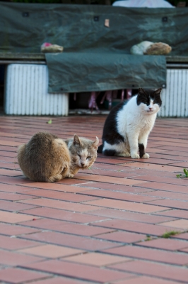 soku_16115.jpg :: 動物 哺乳類 猫 ネコ 