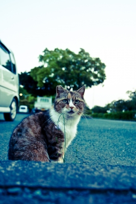 soku_16121.jpg :: 動物 哺乳類 猫 ネコ 
