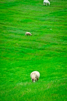 soku_16128.jpg :: 風景 自然 草原 動物 家畜 羊 ヒツジ 