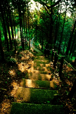 soku_16158.jpg :: 階段 風景 自然 森林 