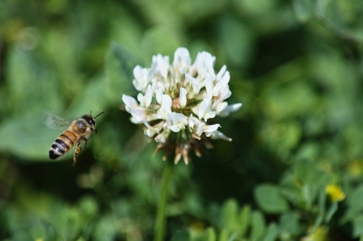 soku_16192.jpg :: 植物 花 シロツメクサ 動物 虫 昆虫 蜂 ハチ ミツバチ 