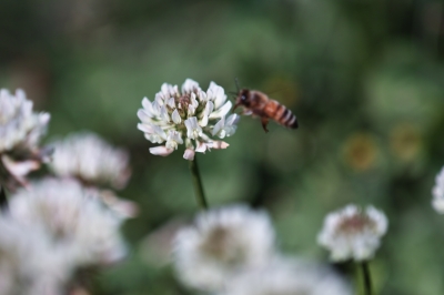 soku_16197.jpg :: 植物 花 シロツメクサ 動物 虫 昆虫 蜂 ハチ ミツバチ ピンぼけ 