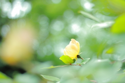 soku_16242.jpg :: 植物 花 黄色い花 
