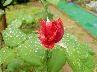 soku_16409.jpg :: 植物 花 薔薇 バラ 水滴 