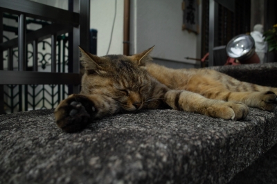 soku_16469.jpg :: 動物 哺乳類 猫 ネコ 