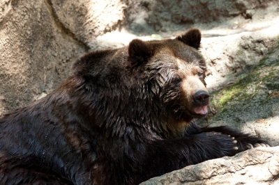 soku_16483.jpg :: 動物 哺乳類 熊 クマ 