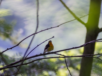 soku_16527.jpg :: 動物 鳥 野山の鳥 キビタキ 
