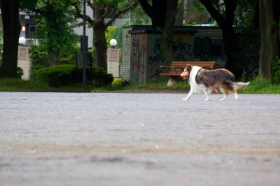 soku_16574.jpg :: 動物 哺乳類 犬 イヌ 
