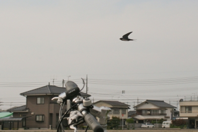 soku_16600.jpg :: ツバメ 動物 鳥 