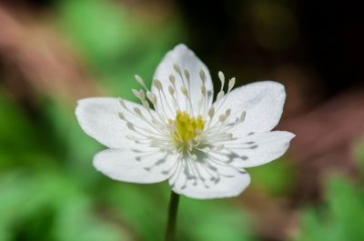 soku_16622.jpg :: 植物 花 白い花 マクロ 