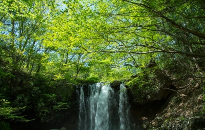 soku_16646.jpg :: 乙女の滝 風景 自然 滝 