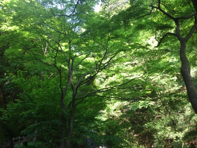 soku_16665.jpg :: 風景 自然 森林 雑木林 