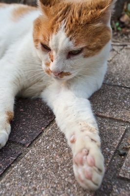 soku_16681.jpg :: 動物 哺乳類 猫 ネコ 野良猫 