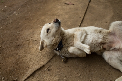 soku_16740.jpg :: 汚犬様 動物 哺乳類 犬 イヌ 好きにして 