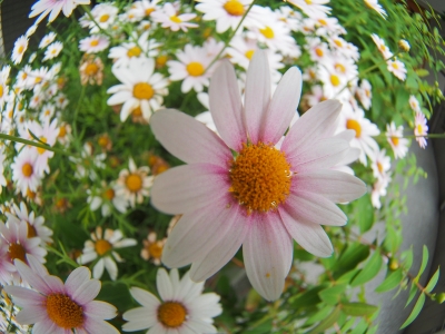 soku_16769.jpg :: 植物 花 ピンクの花 魚眼レンズ フィッシュアイ 