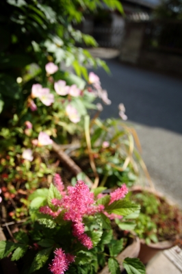 soku_16805.jpg :: 植物 花 ピンクの花 