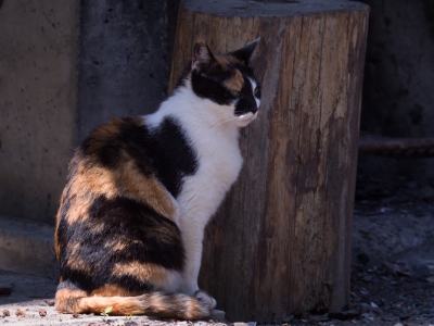 soku_16818.jpg :: 動物 哺乳類 猫 ネコ 