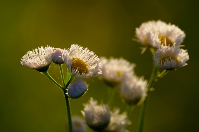 soku_16842.jpg :: 植物 花 白い花 ハルジオン 外来種 