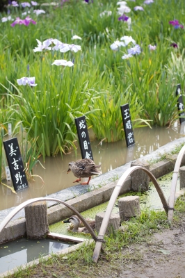 soku_16851.jpg :: 植物 花 菖蒲 堀切菖蒲園 葛飾 動物 鳥 鴨 カモ 