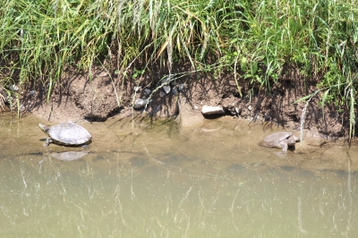 soku_16872.jpg :: 風景 自然 川 動物 爬虫類 両生類 亀 カメ 
