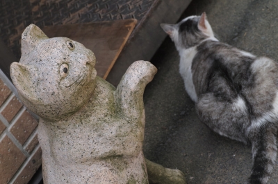 soku_16878.jpg :: SD1 猫 ネコ 御誕生寺 