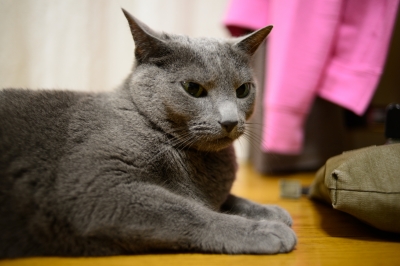 soku_16935.jpg :: 動物 哺乳類 猫 ネコ 