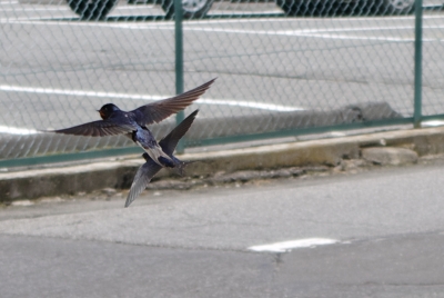 soku_16936.jpg :: 動物 鳥 燕 ツバメ トリミング 