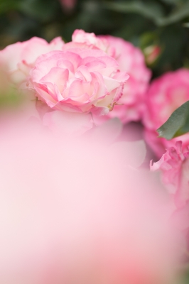soku_16961.jpg :: 植物 花 薔薇 バラ 