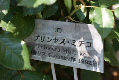 soku_16963.jpg :: 植物 花 薔薇 バラ プリンセス・ミチコ 