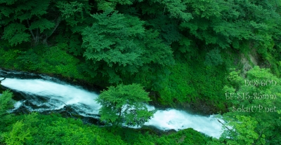 soku_16966.jpg :: 風景 自然 川 渓谷 深緑 