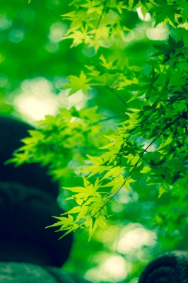 soku_17023.jpg :: 植物 樹木 紅葉 