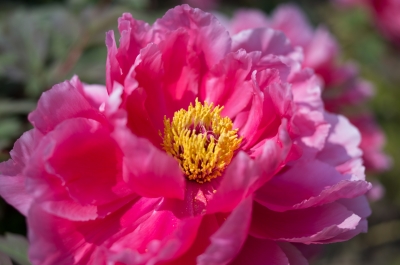 soku_17037.jpg :: 植物 花 ピンクの花 牡丹 ボタン 