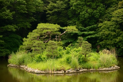 soku_17041.jpg :: 深緑 風景 自然 樹木 中洲 