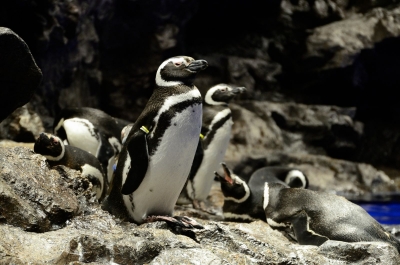 soku_17105.jpg :: すみだ水族館 動物 鳥 ペンギン 