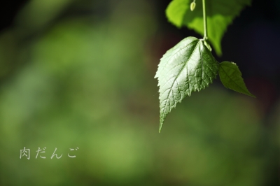 soku_17151.jpg :: 植物 草葉 