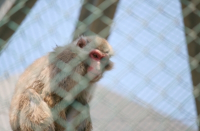 soku_17224.jpg :: 動物 哺乳類 猿 サル 