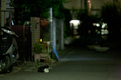 soku_17229.jpg :: 動物 哺乳類 猫 ネコ 