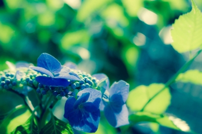 soku_17246.jpg :: 植物 青い花 アジサイ 