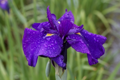 soku_17291.jpg :: 植物 花 紫の花 菖蒲 