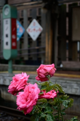soku_17309.jpg :: 植物 花 薔薇 バラ 