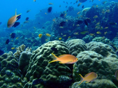 soku_17367.jpg :: セブ島 水中撮影 ダイビング 風景 自然 海 サンゴ 