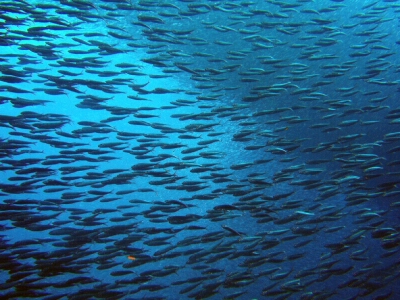 soku_17371.jpg :: ダイビング 動物 魚類 魚の群れ 