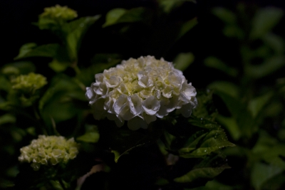 soku_17395.jpg :: 植物 花 紫陽花 アジサイ 