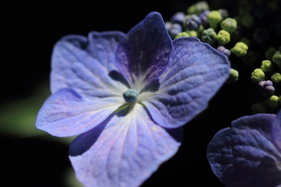 soku_17411.jpg :: 植物 花 紫陽花 アジサイ 