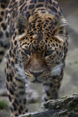 soku_17442.jpg :: 動物 哺乳類 豹 ヒョウ 