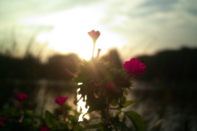 soku_17464.jpg :: sigma dp2s 植物 花 赤い花 風景 自然 空 夕日 夕焼け 日没 