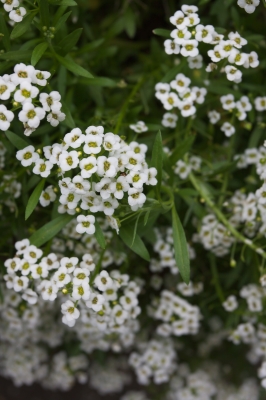 soku_17486.jpg :: 植物 花 白い花 