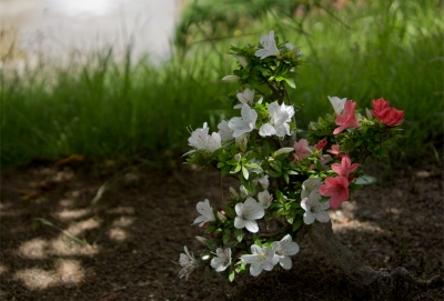 soku_17516.jpg :: 植物 花 白い花 