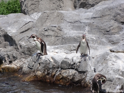 soku_17526.jpg :: 動物 鳥 ペンギン 水族館 葛西臨海水族園 